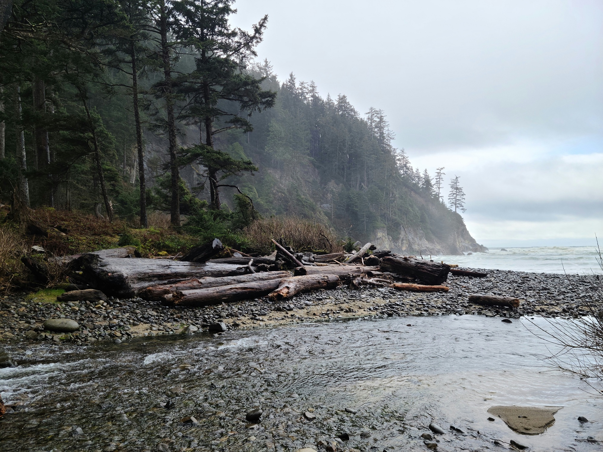 coastal forest
